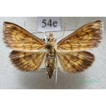 Ecpyrrhorrhoe rubiginalis (Hübner, 1796) Przezierka rdzawianka Czech54e